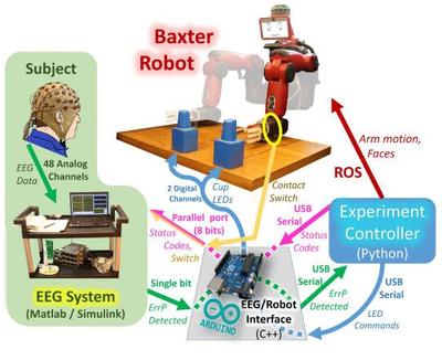 Boston和MIT研究人员利用脑电信号实时控制机器人